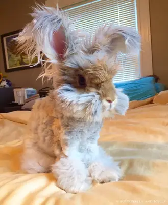 安哥拉兔走失，需要帮忙寻找