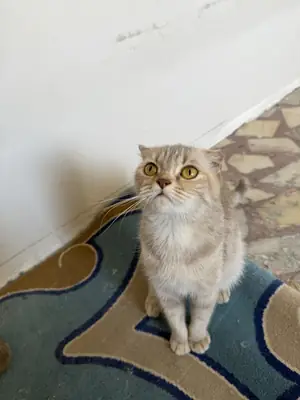 苏格兰折耳猫