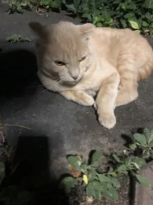 Un croisement de Scottish Fold habitué aux humains.