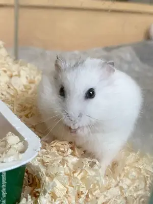 土耳其仓鼠可提供配种