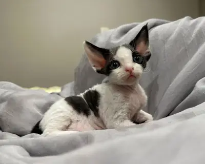 出售健康可爱的Minskin猫