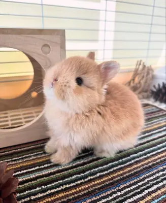 荷兰侏儒兔免费领养