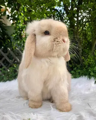 Mini Lop, élevé en intérieur, disponible à l'adoption gratuite.
