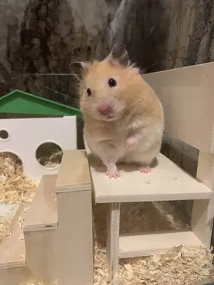 走失的罗马尼亚仓鼠——从笼子里逃走了