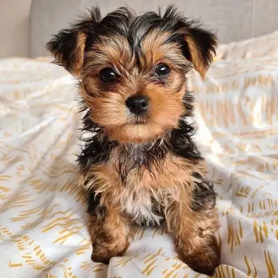 Mini Yorkshire Terrier “Milo”