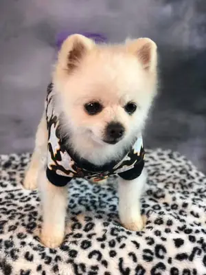 Neşeli Pomeranian..