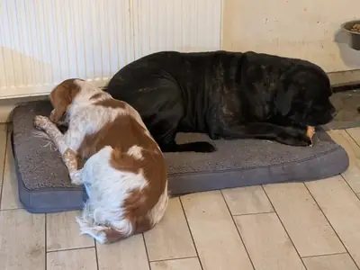 Cane Coso ve Brittany Spaniel ile Beagle kırması