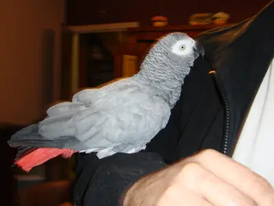 Magnifique Gris du Gabon 