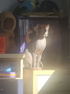 SPHYNX 1 AÑO