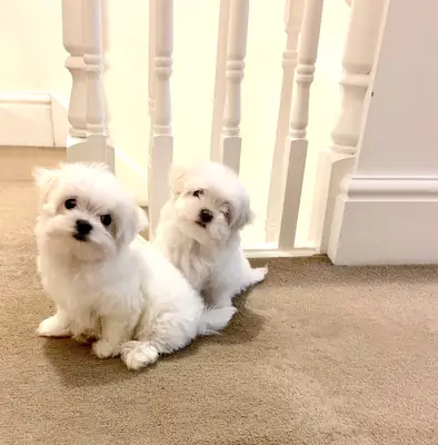 Cachorros malteses registrados
