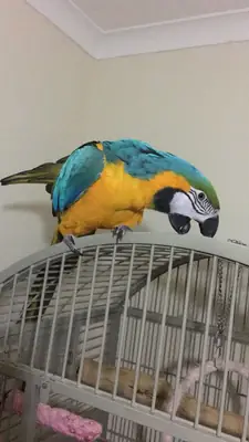 Pair of Blue and Gold Macaw Parrots 