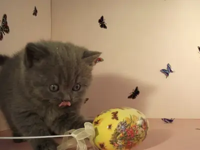 Good looking and lovely British short hair kittens 