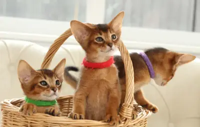 Abyssinian kittens