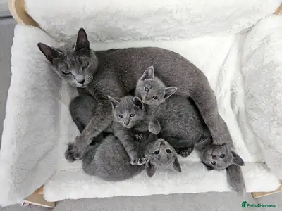Chatons bleu russe de pure race