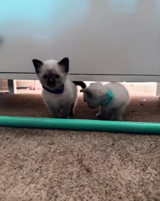 Ragdoll Kittens