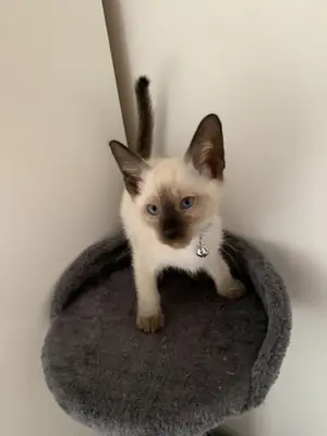 美丽的纯种暹罗小猫