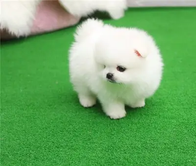 Super cute Teacup Pomeranian puppies for Sale