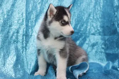 Perfect Siberian Husky Puppies