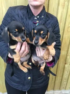 Well Socialized Dachshund puppies for sale