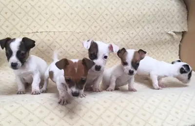 性格温顺的杰克罗素梗幼犬