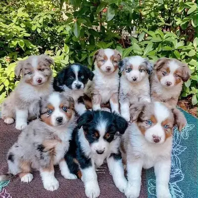 Purebred Australian Shepherd puppies 