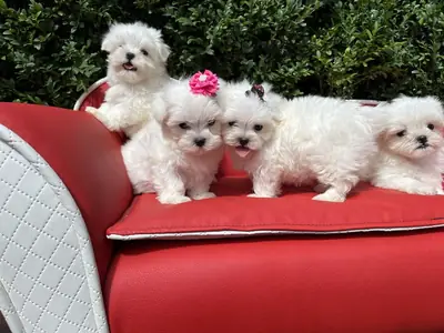 Registered Maltese puppies available 