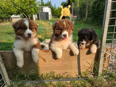Purebred Australian Shepherd Available 