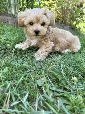 Adorable Maltipoo Available 