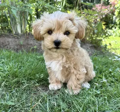 Sweet Maltipoo Available 