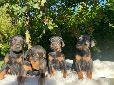 Adorables chiots teckels à adopter