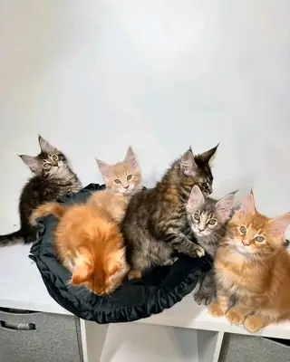 Ищут очаровательных котят породы мейн-кун!