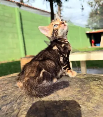 Healthy bengal kitten’s for Rehoming 