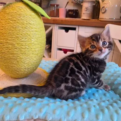 Bengal kitten’s for Rehoming 