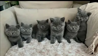 Cute British shorthair kitten’s for Rehoming 