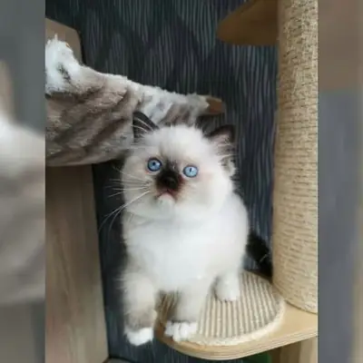 Healthy Ragdoll kitten’s for Rehoming 