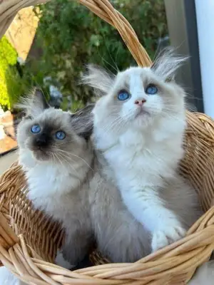 Awesome Ragdoll kitten’s for Rehoming 