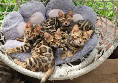 Awesome Bengal kitten’s for Rehoming 