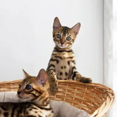 Beautiful  Bengal kitten’s for Rehoming 