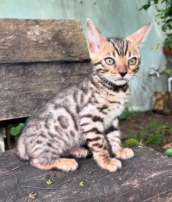 Lovely Bengal kitten’s for Rehoming 