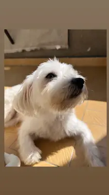 我想领养一只滑稽的马尔济斯犬