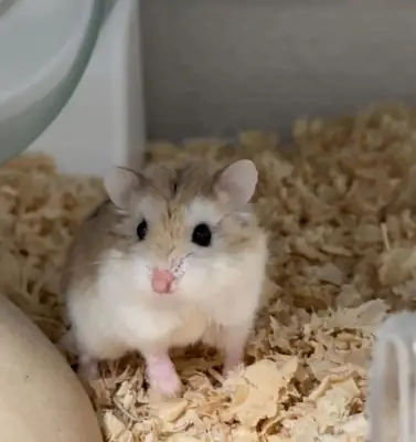 Adoption of a Romanian Hamster raised in a home environment.