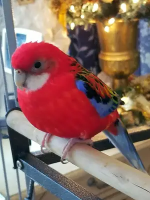 Lost Rosella parrot – flew away from home.