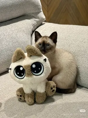 Safkan Siyam kedisi çiftleştirme için uygun