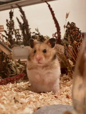 Advertisement for breeding healthy Romanian hamsters.