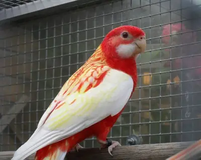 Lost Rosella parrot – please report any sightings.