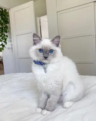 待领养的布偶猫幼崽