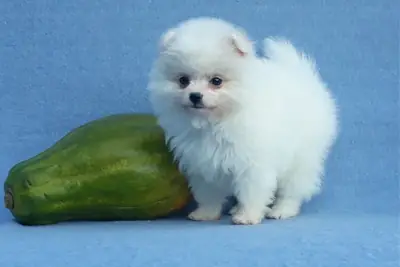 Cachorros Pomerania excepcionales