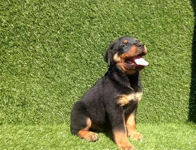 Stunning Rottweiler Puppies Ready Now