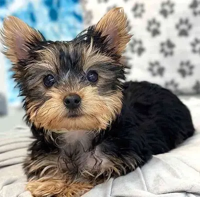 Cachorros de Yorkshire Terrier miniatura