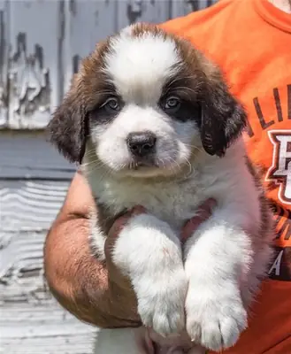 Saint Bernard puppies for sale